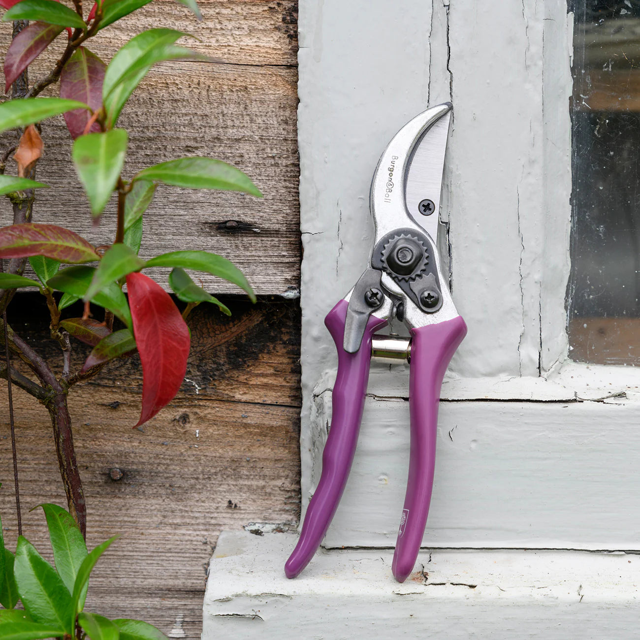 burgon and ball garden scissors Burgon & Ball RHS 'Asteraceae' Gift Boxed Secateurs