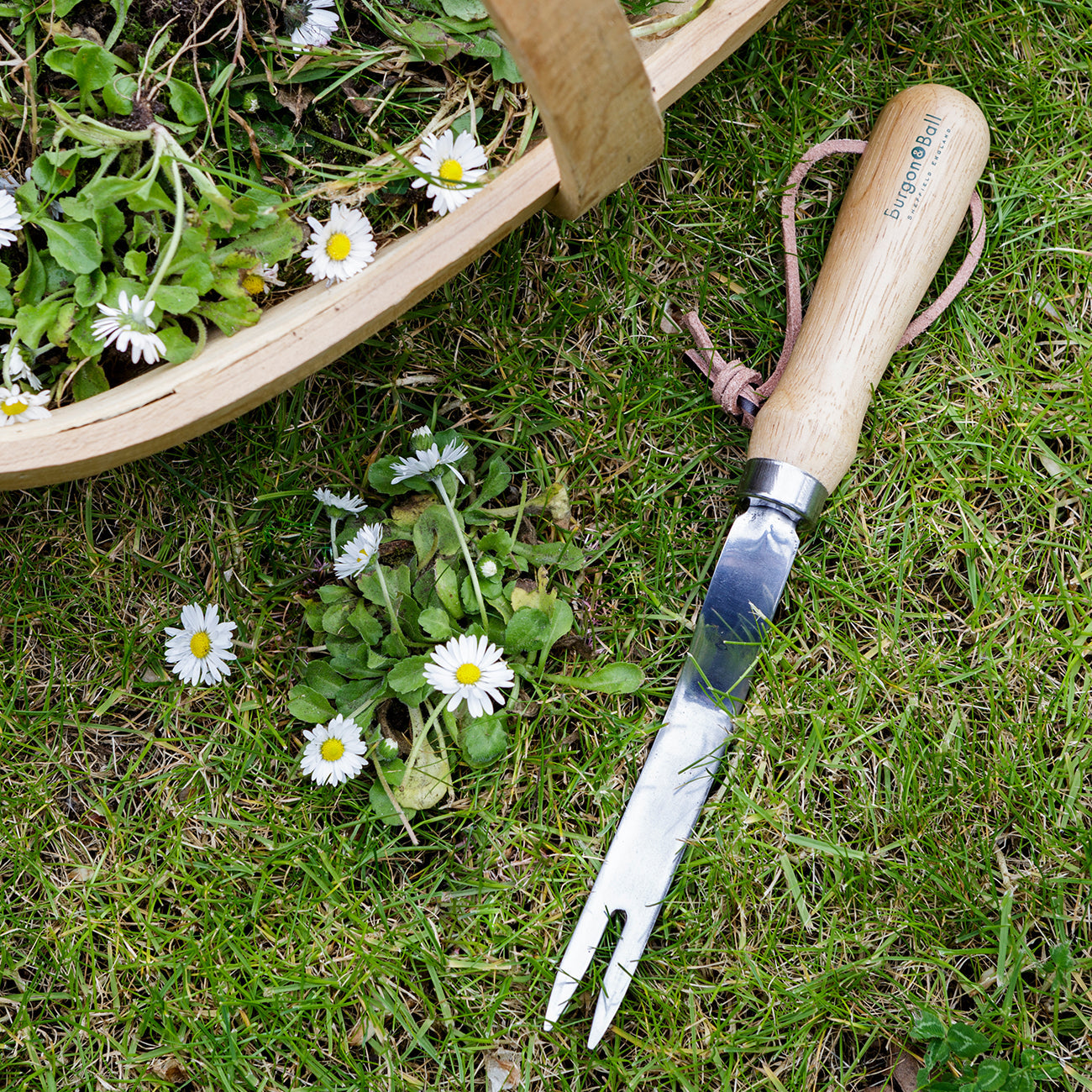 RHS Daisy Grubber