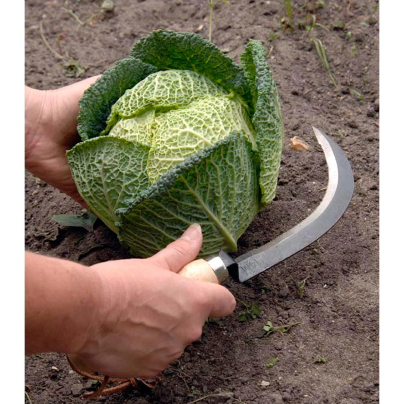 Knife for easy harvesting of thick-stemmed vegetables such as cabbage, broccoli, cauliflower, etc.