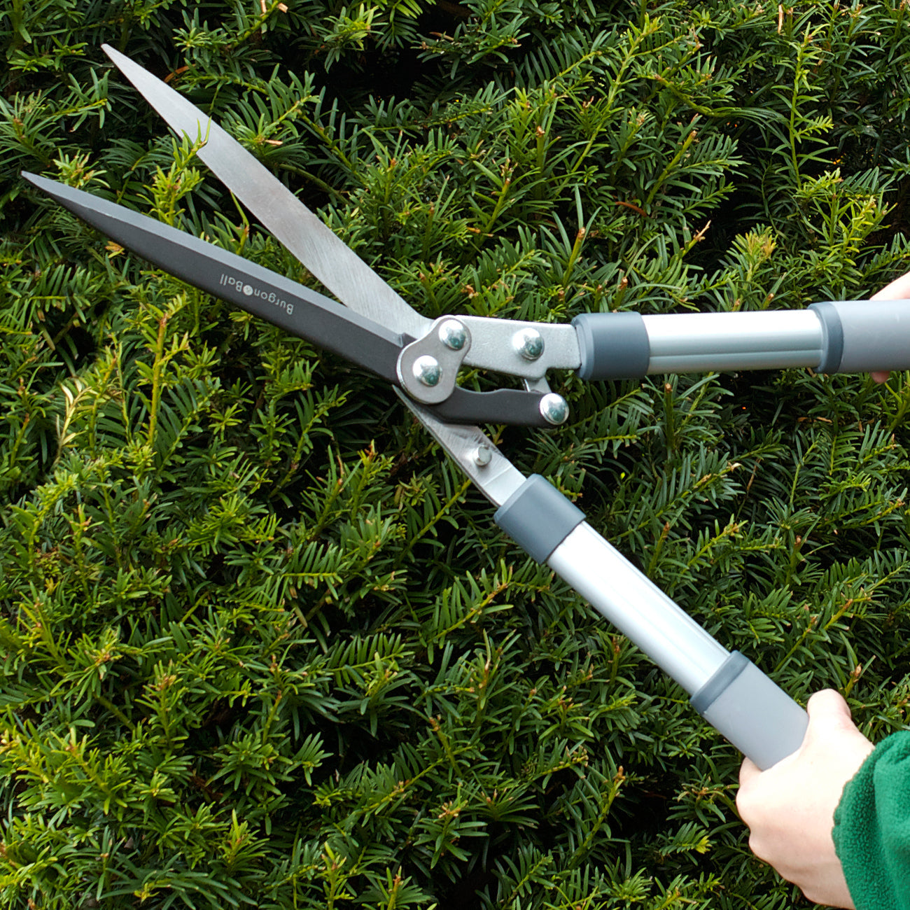 Trimming Hedges with Burgon & Ball RHS-Endorsed Hedge Shear