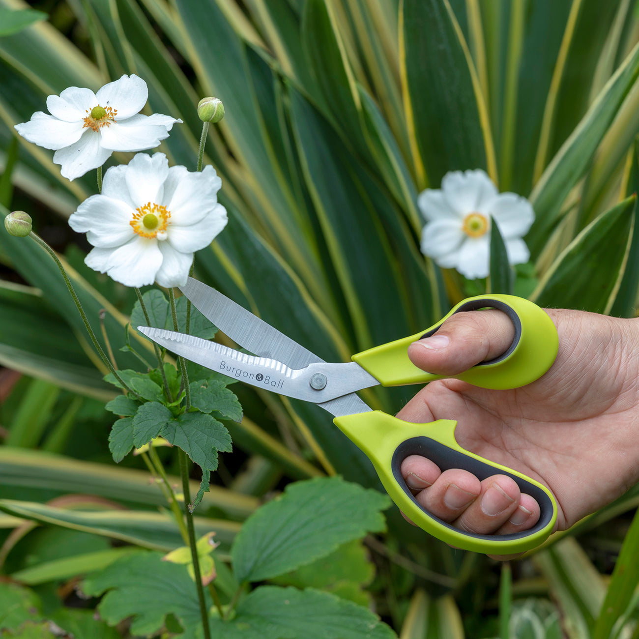 The scissors have been designed for easy, clean cutting of plants and flowers.