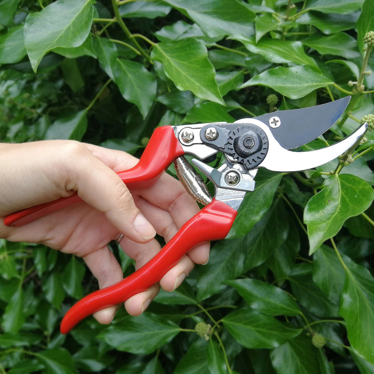 Gardening with RHS Left-Handed Bypass Secateurs
