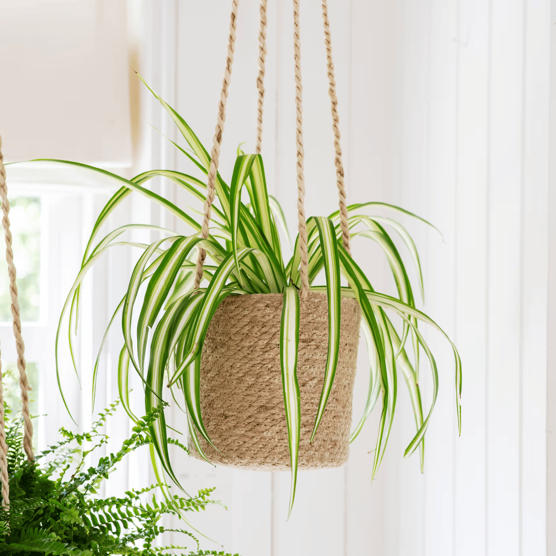 Garden Trading Tall Woven Hanging Pot with Spider Plant