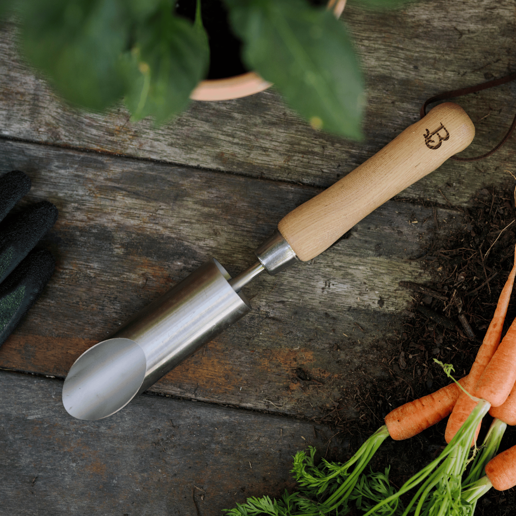 Bulb planter with wooden handle on a wooden surface with carrots and gloves.