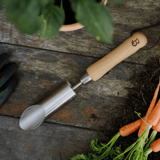 Bulb planter with wooden handle on a wooden surface with carrots and gloves.