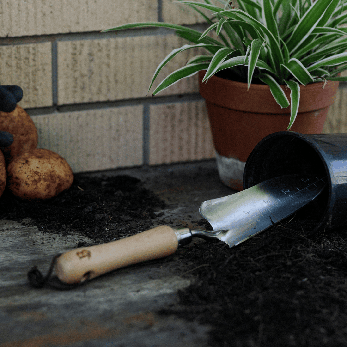 Garden Transplanting Tool in Pot
