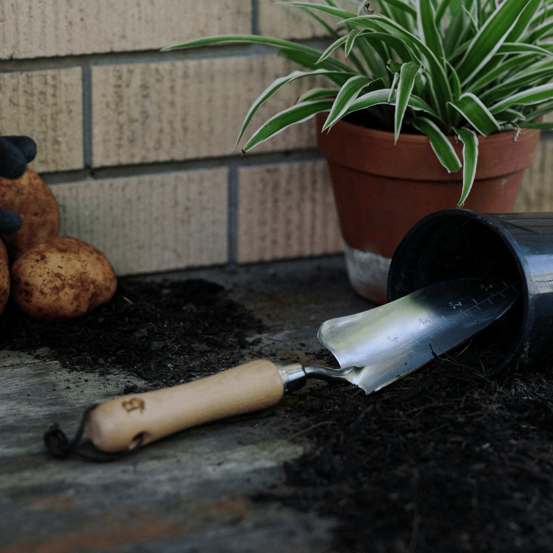 Garden Transplanting Tool in Pot