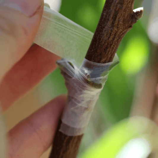 Grafting & Budding Tape on Branch