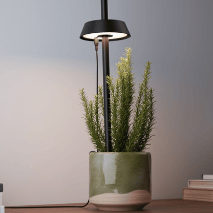 Grow Ample Ori Grow Light Rosemary