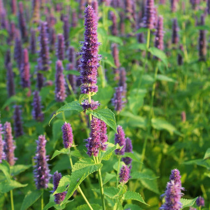 Hyssop 'Anise' Heirloom Seeds