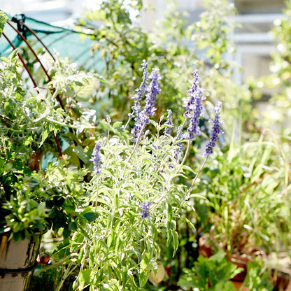 Hyssop 'Anise' Heirloom Seeds