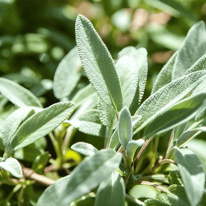 Grow Common Sage from Seed