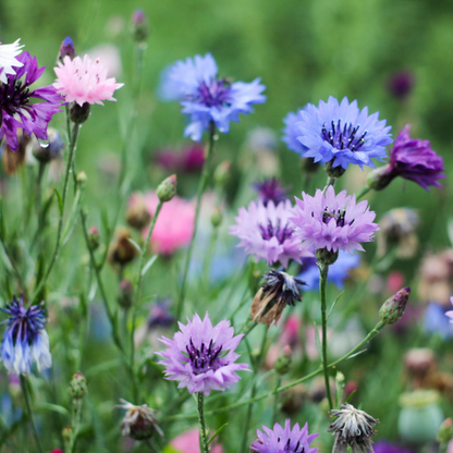 Grow Cornflowers from Seed