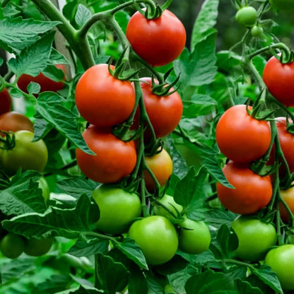 Grow Daydream Tomatoes