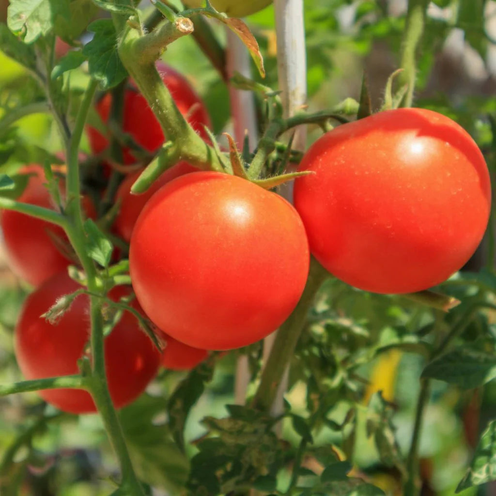 Grow Daydream Tomatoes from Seed