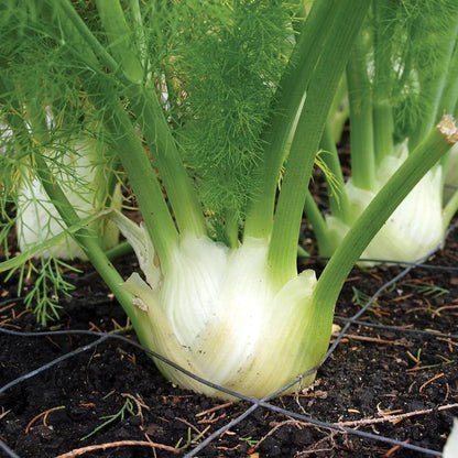 Grow Fennel