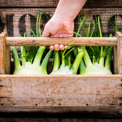 Grow Fennel from Seed