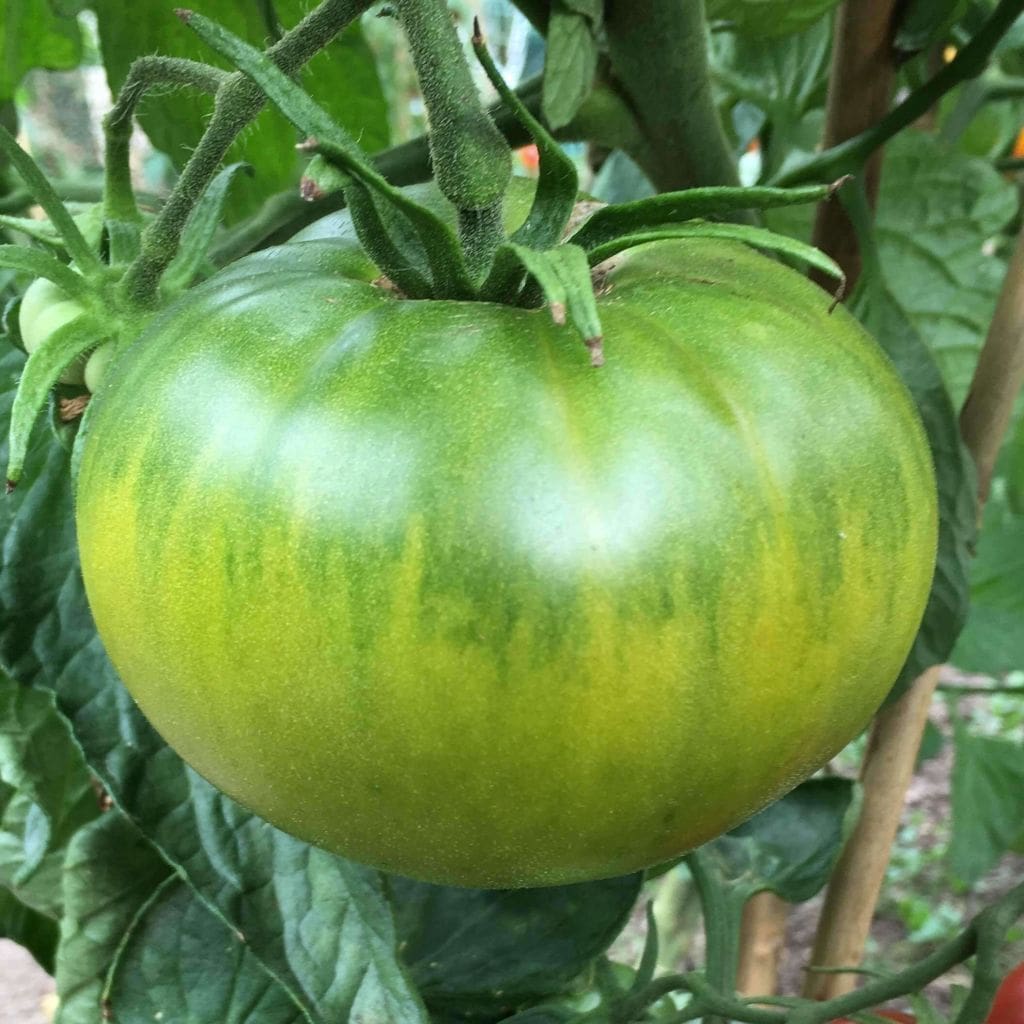 Grow Green Tomatoes from Seed