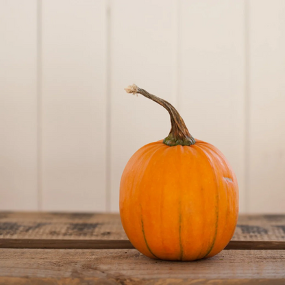 Grow Pumpkins from Seeds