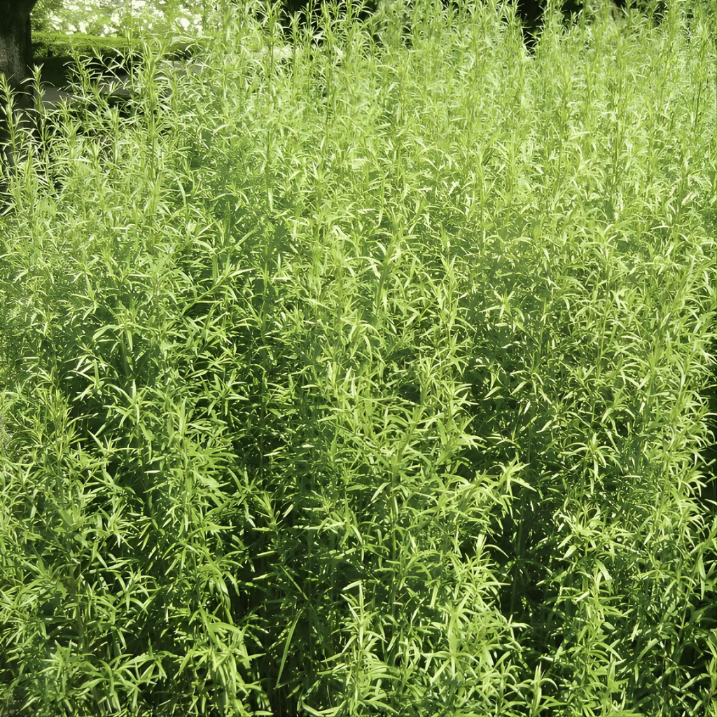 Grow Tarragon from Seed