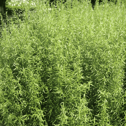 Grow Tarragon from Seed