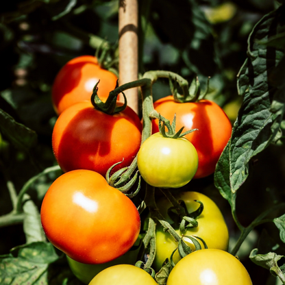 Grow Tomatoes from Seeds in Melbourne, Australia