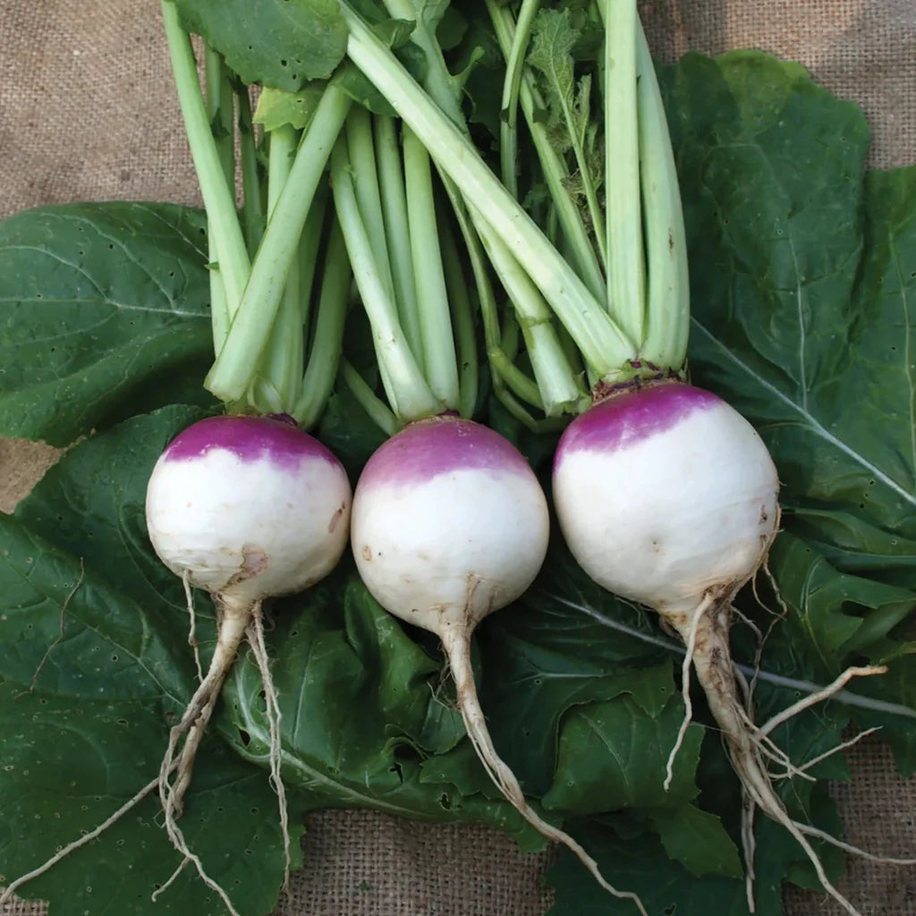 Prairie Turnips Turnip 'Purple Top' Heirloom Seeds - Little Veggie Patch Co – Backyard ...