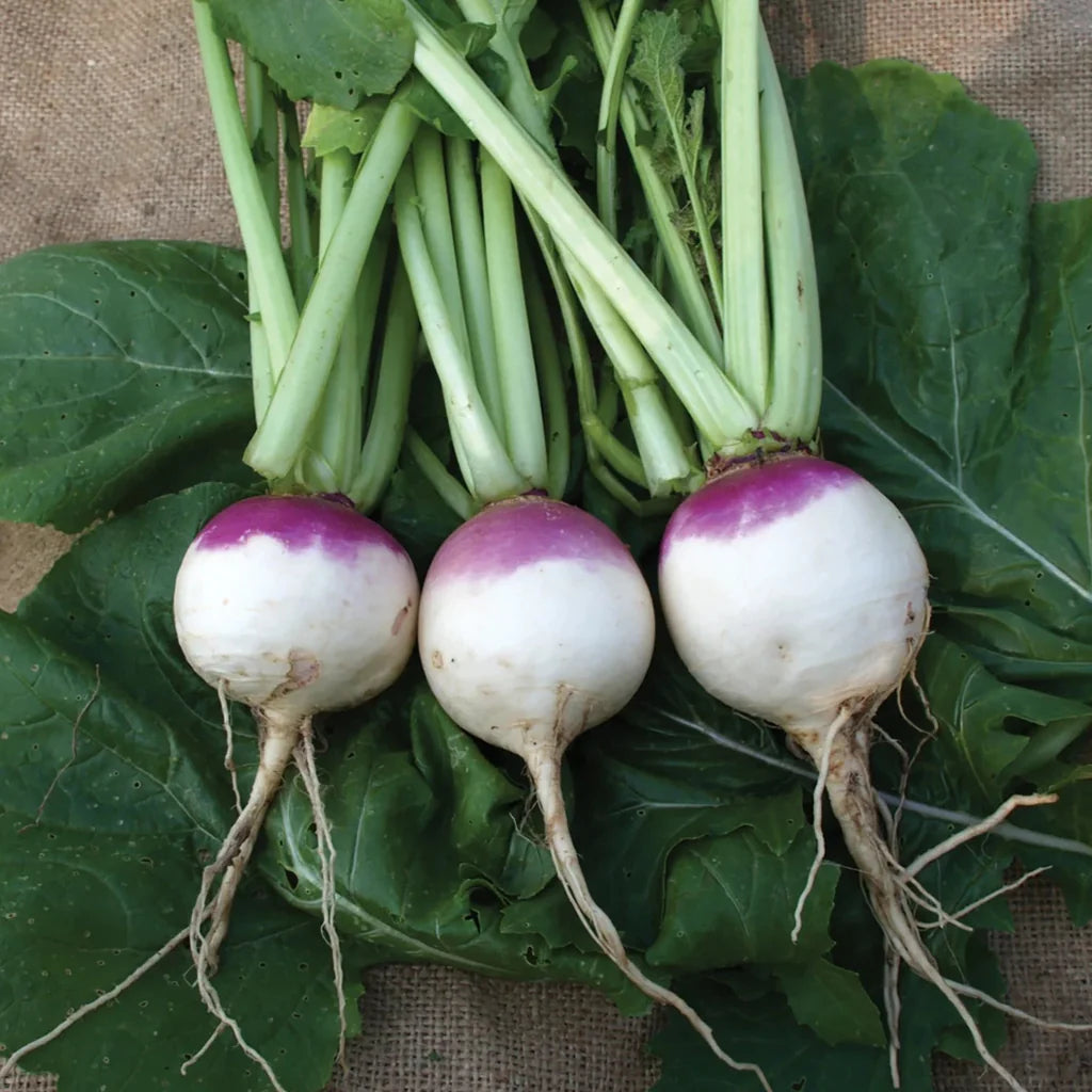 Grow Turnips