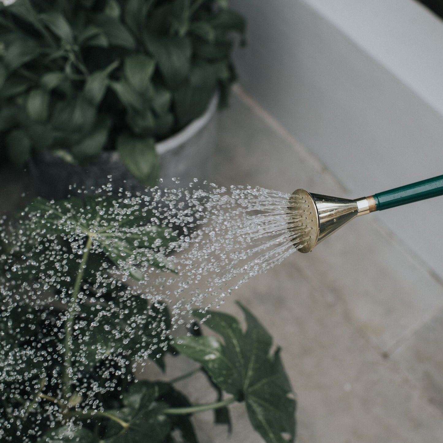Haws Brass Potting Rose Extra Coarse Spray