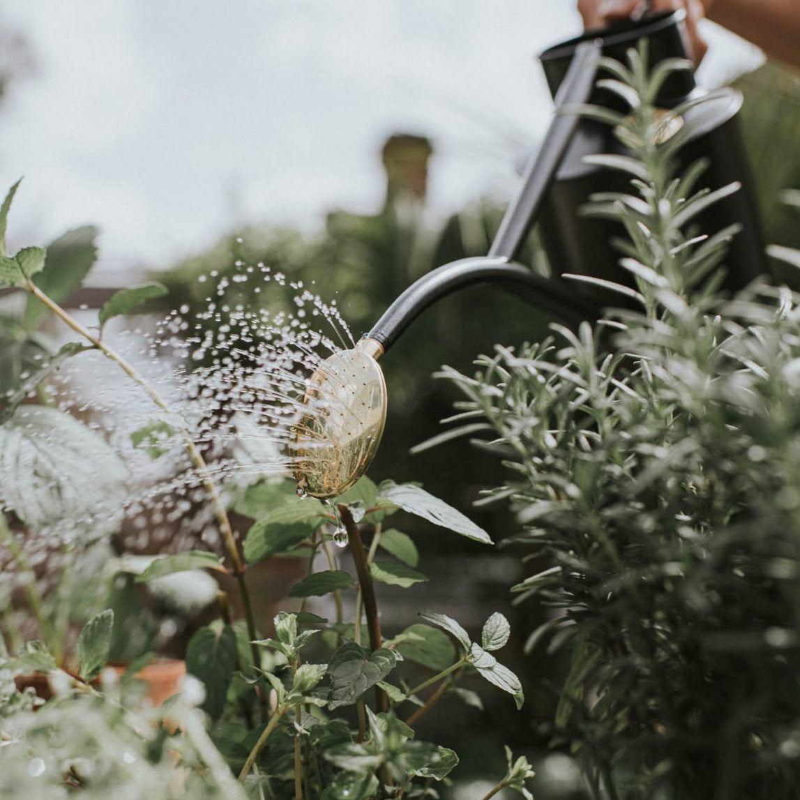 Haws Graphite Rowley Ripple Watering Can