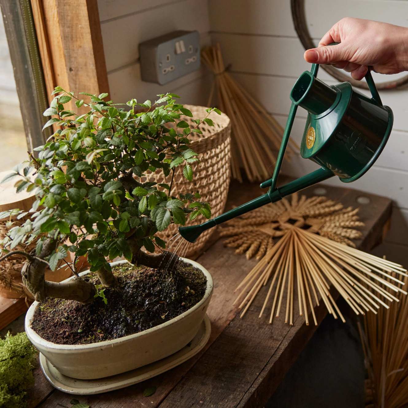 Watering with Haws Langley Sprinkler Plastic Watering Can in Green