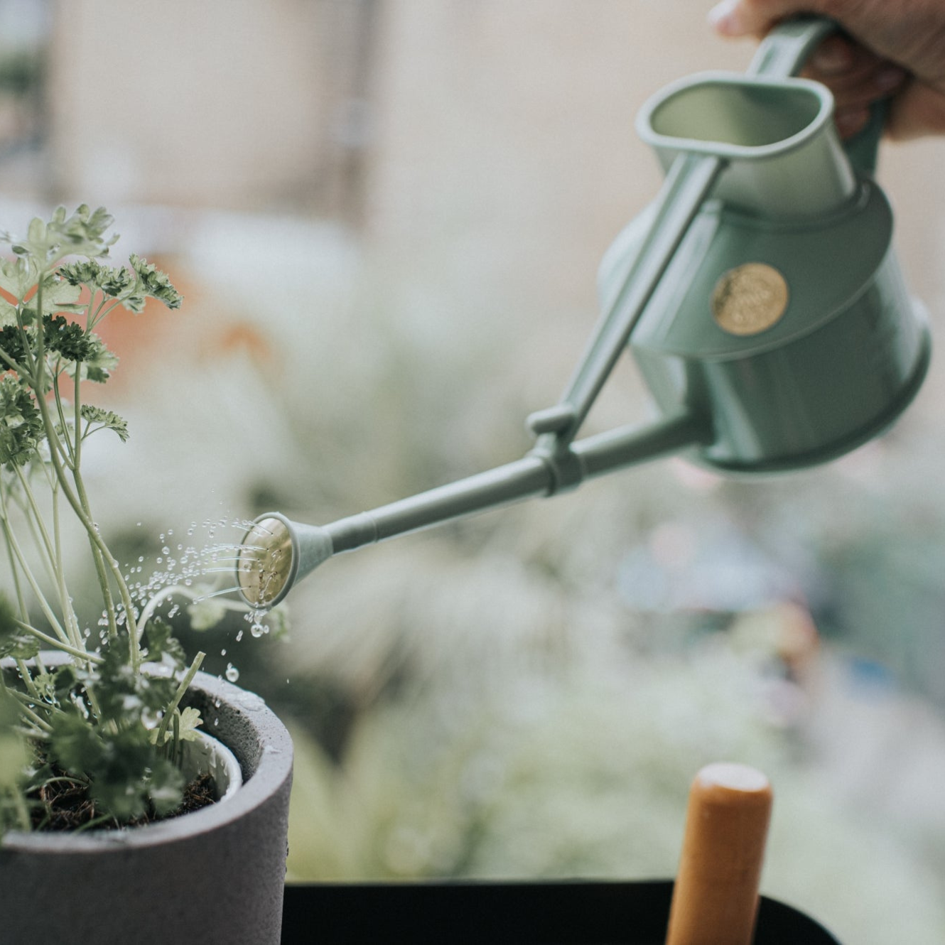 Watering with Haws Langley Sprinkler Plastic Watering Can in Sage