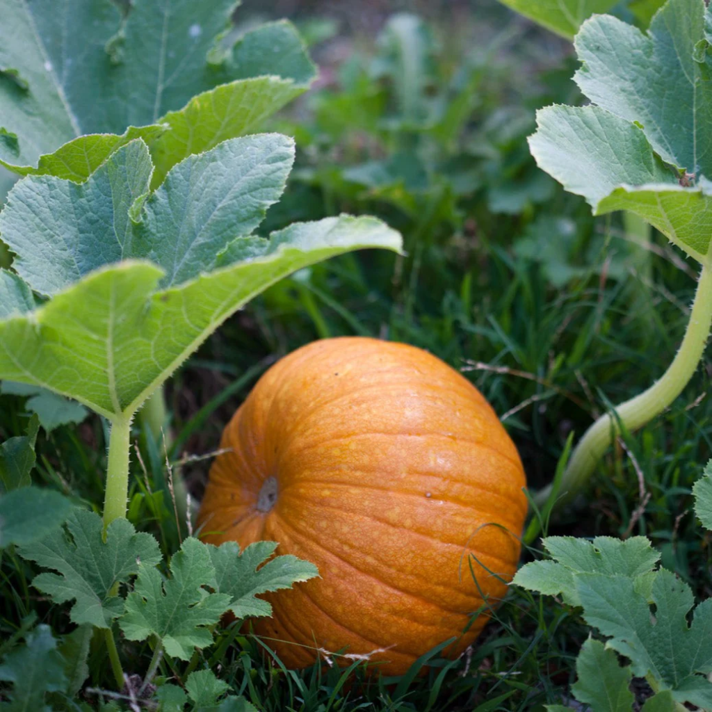 Home Grown Pumpkins