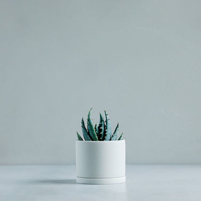 Kinto Plant Pot 191 White Grey 105mm Succulent