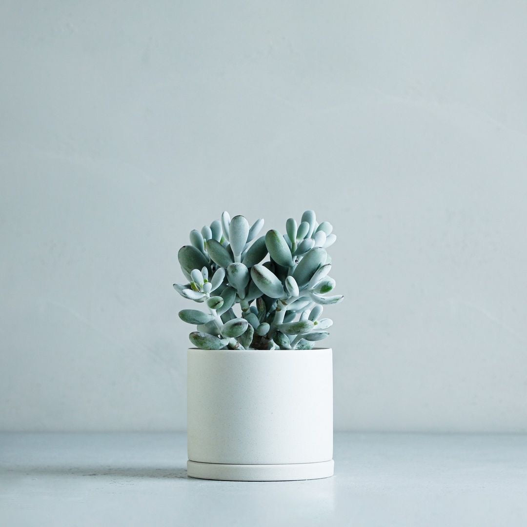 Kinto Plant Pot 191 White Grey 135mm Succulent