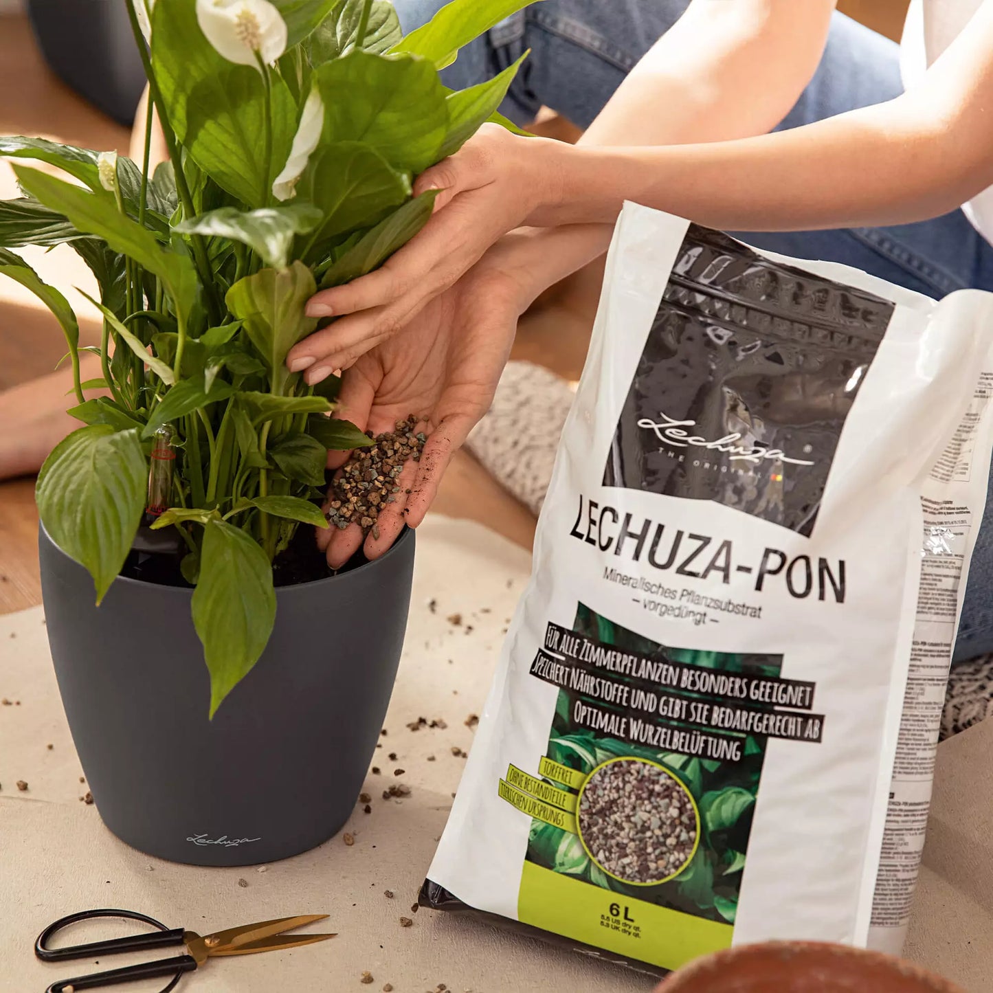 Potting up plants with LECHUZA-PON.