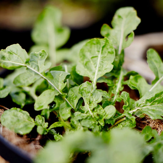 Rocket Grown from Seed