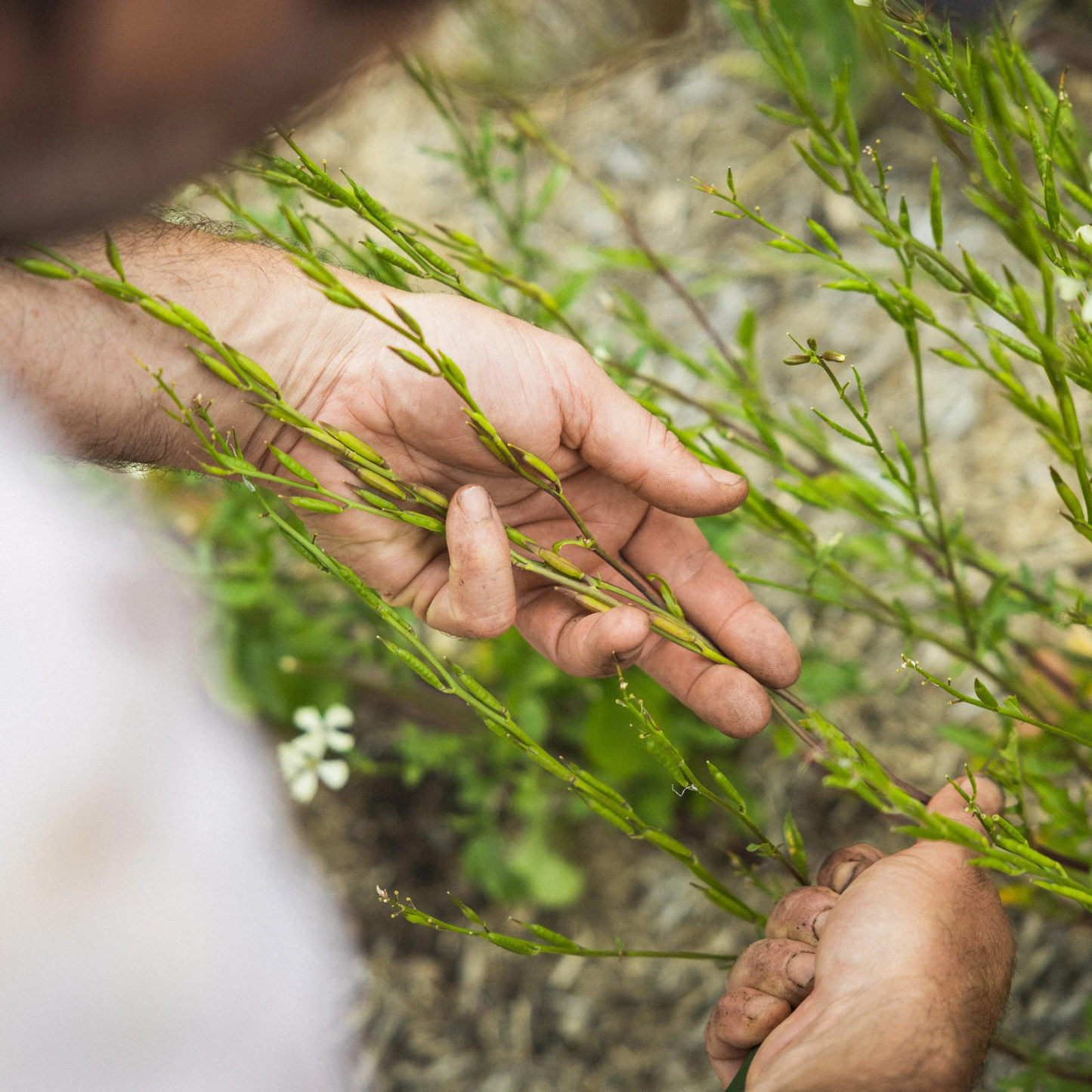 Seed Collecting