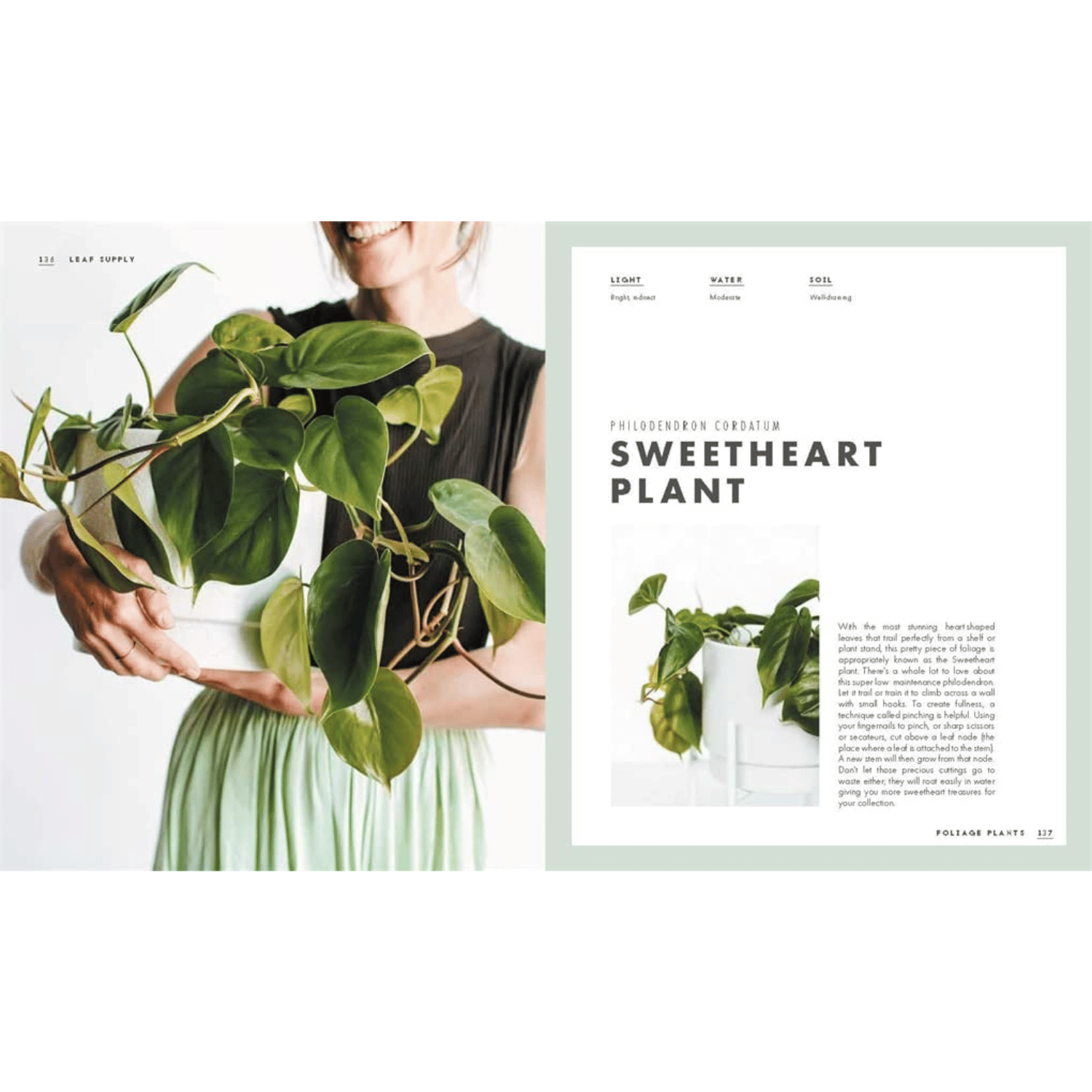 Leaf Supply Sweetheart Plant