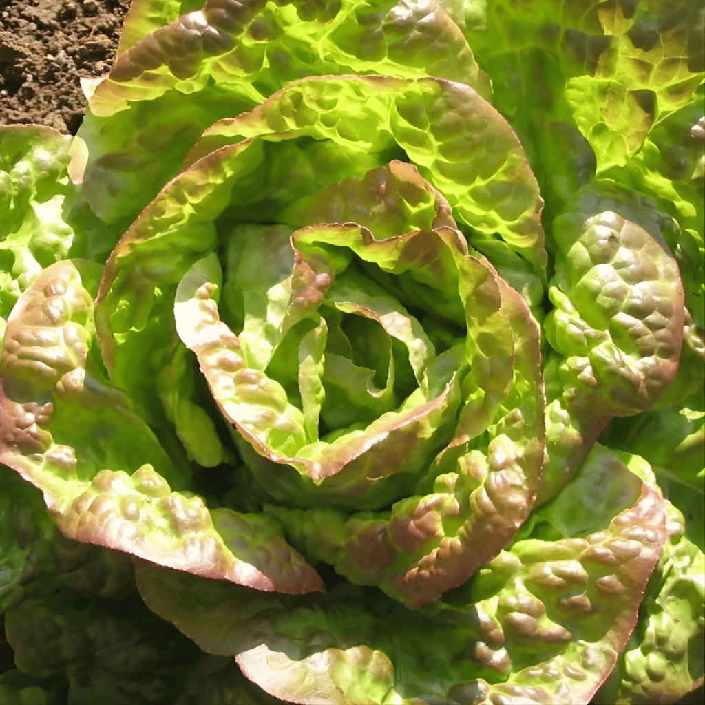 Lettuce 'Mignonette Bronze'