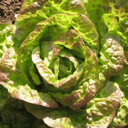 Lettuce 'Mignonette Bronze'