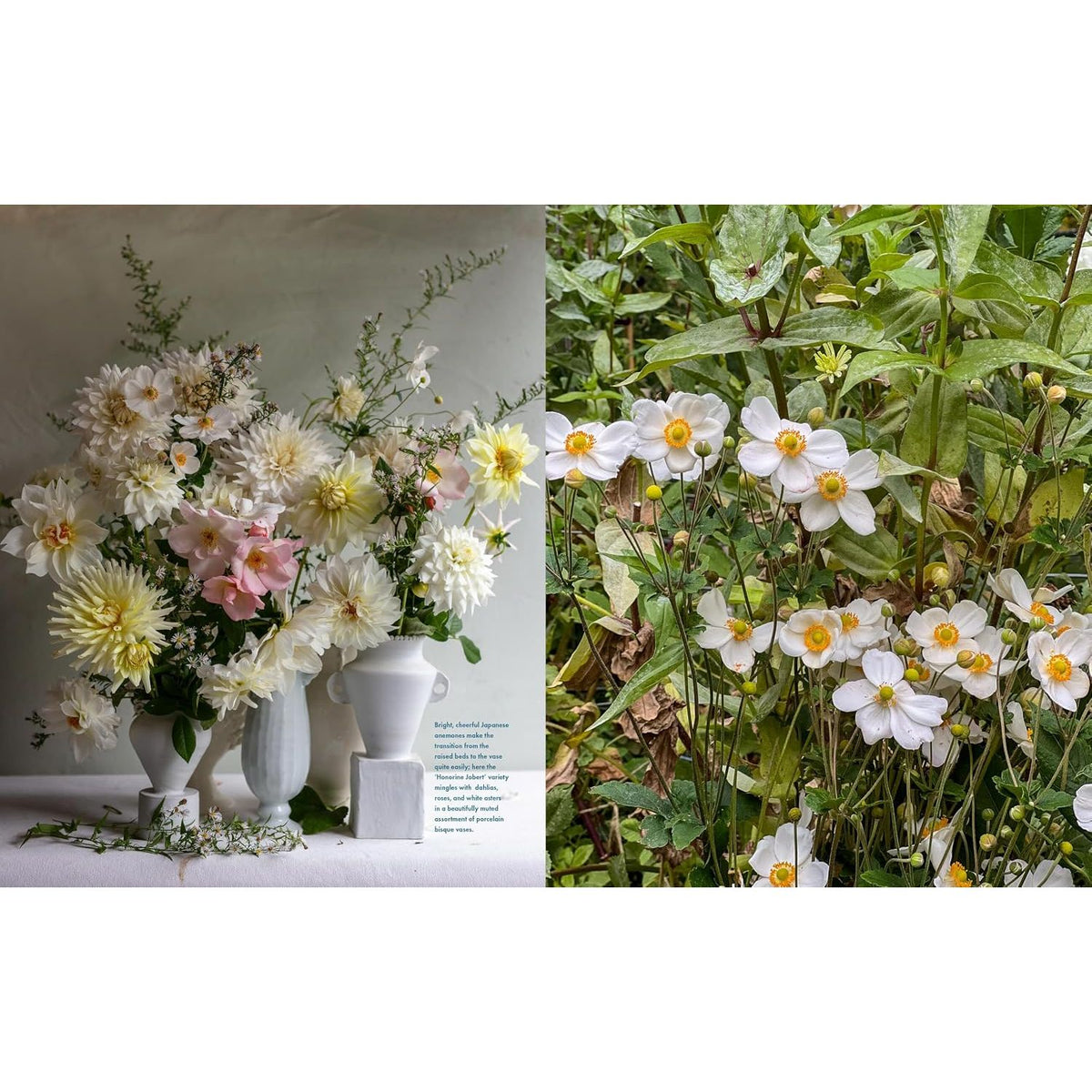 Life With Flowers Anemones