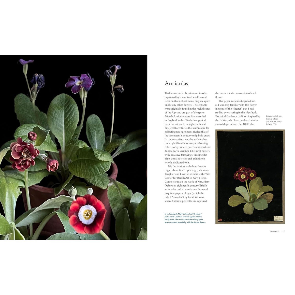 Life With Flowers Auriculas
