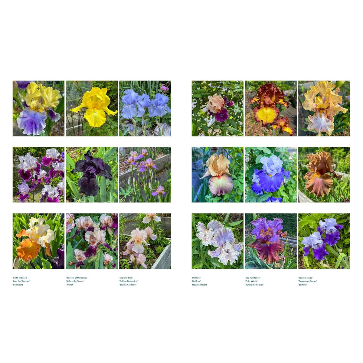 Life With Flowers Gallery