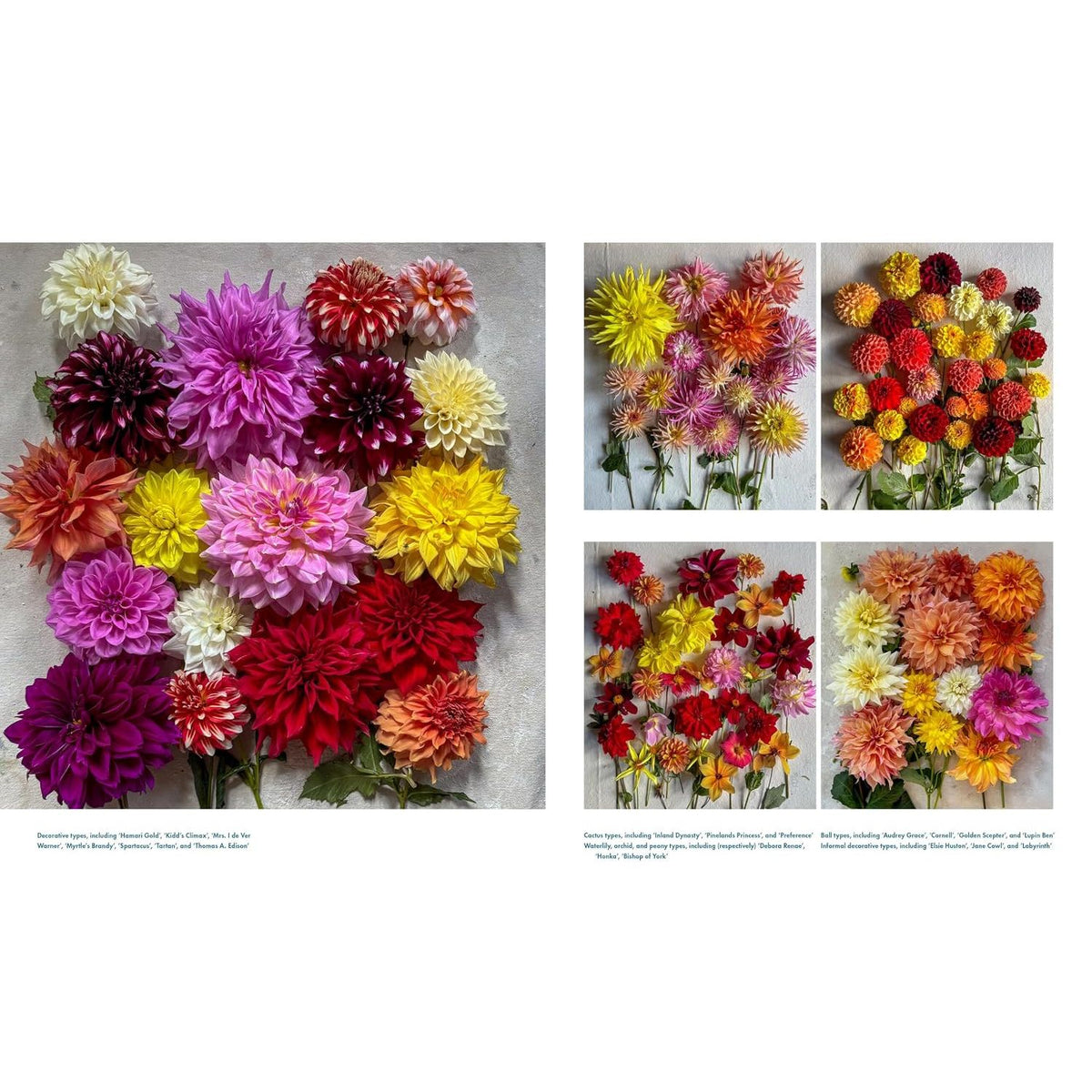 Life With Flowers Gallery 2
