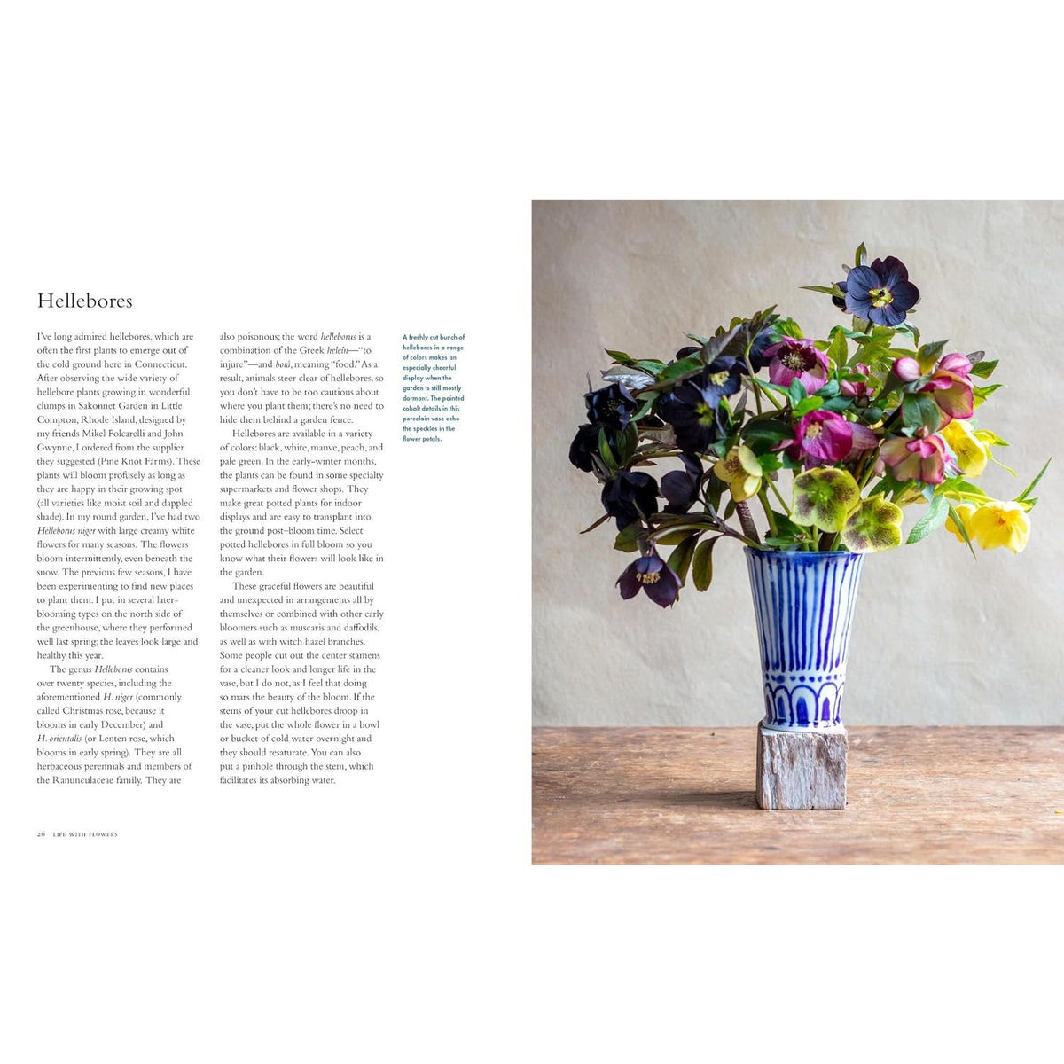 Life With Flowers Hellebores