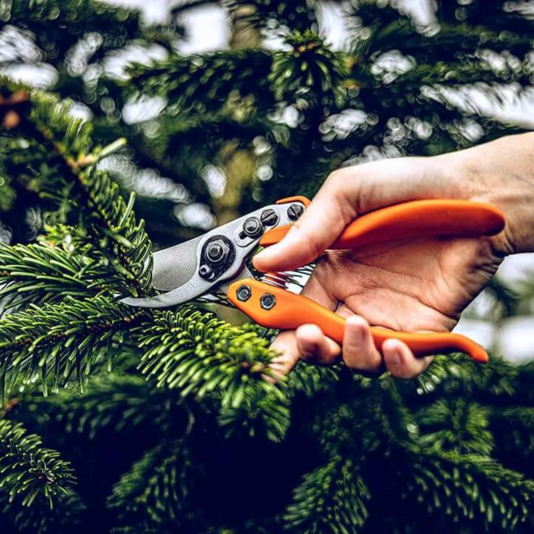 Original Löwe No11 (11.104) Precision Clean Cut Bypass Pruning Secateurs for Gardening