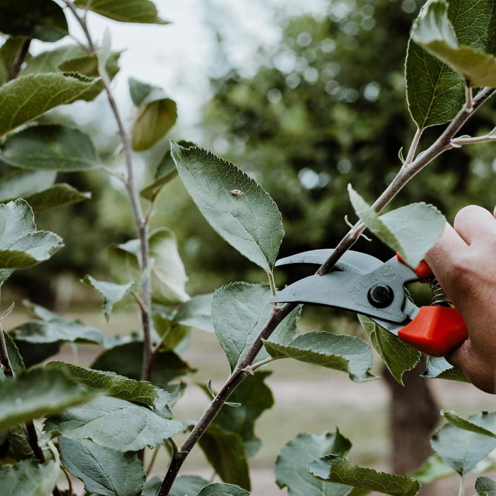 Quality Garden Secateurs