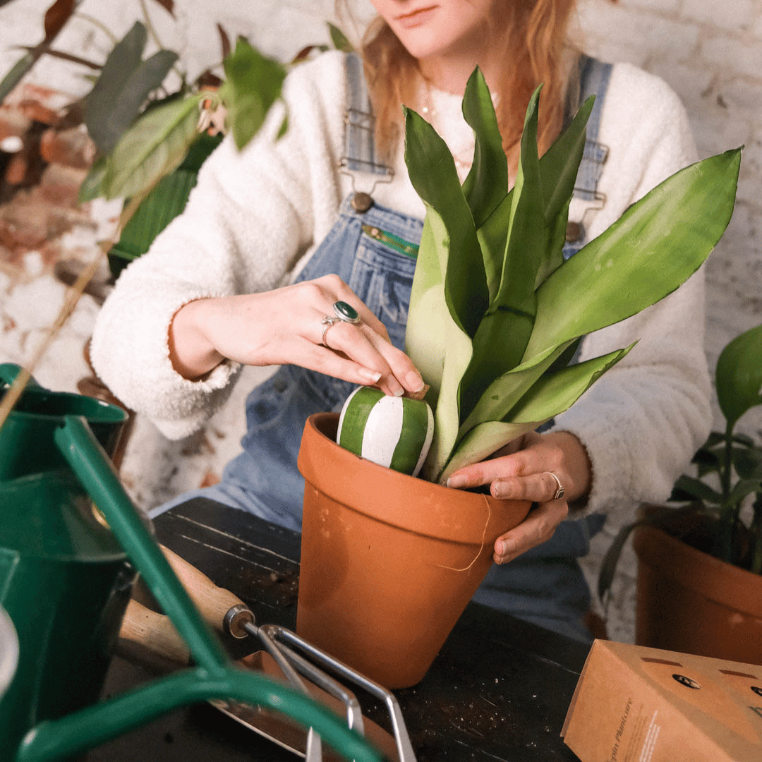 Placing Mini Green Pepin Olla in Plant Pot