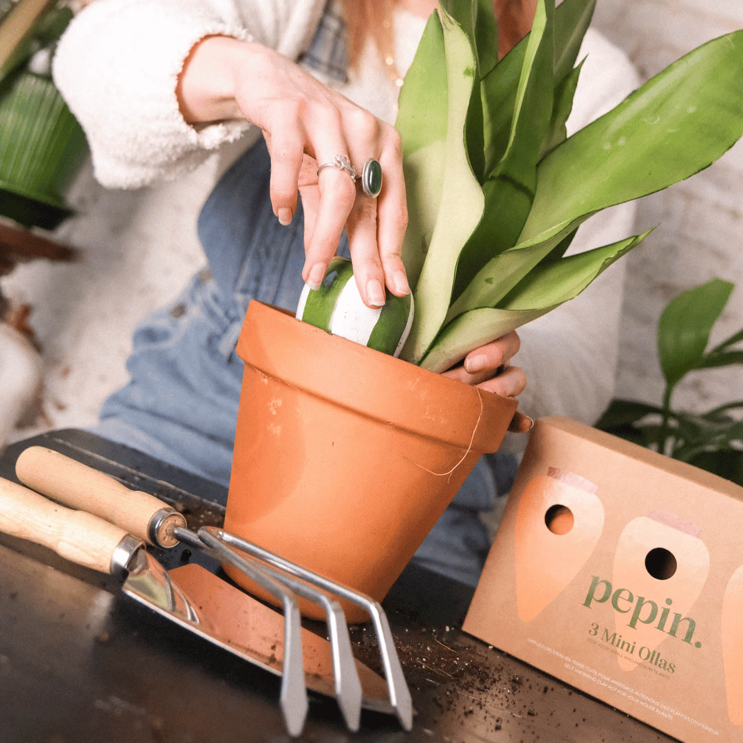 Mini Green Striped Olla